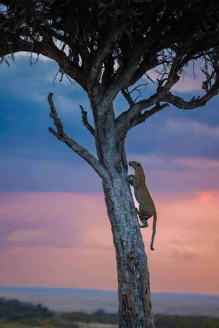 Arusha: 3-Day Tanzania Budget-Friendly Camping Safari - Final Thoughts