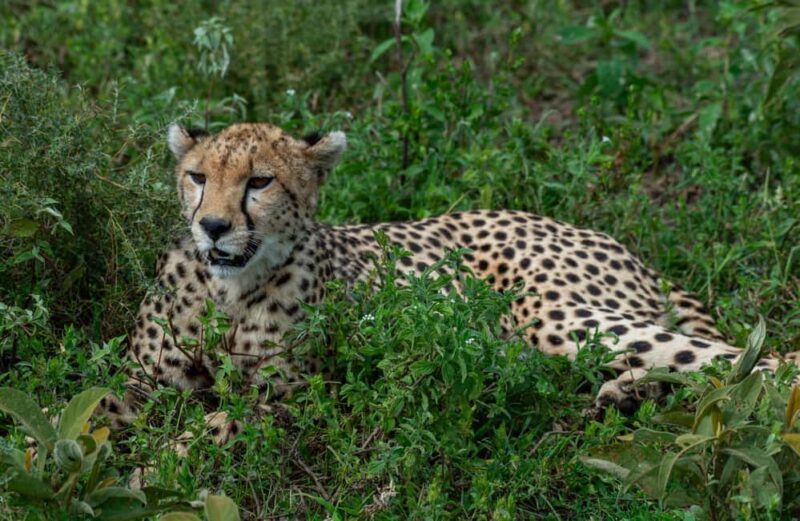 Arusha: 3-Day Tarangire and Ngorongoro Crater Safari - What’s Included & What’s Not