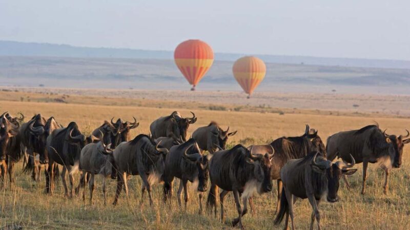 Arusha: 3-Days Serengeti Safari Thrills - The First Day: A Warm Welcome into the Serengeti