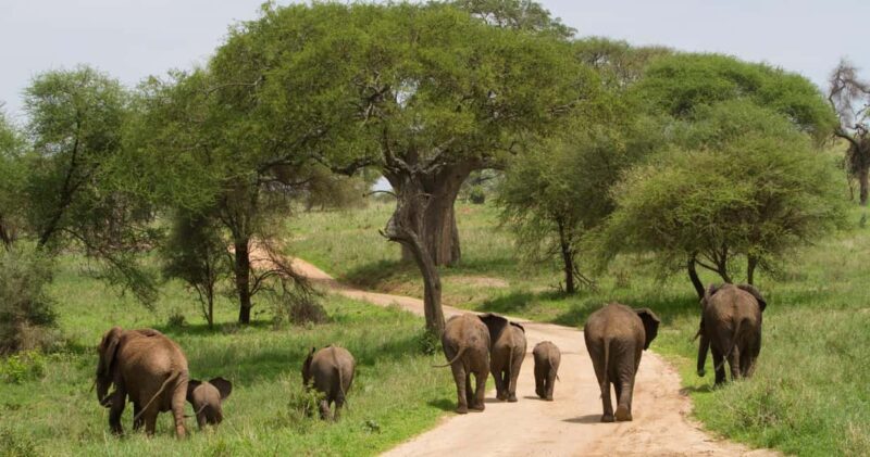 Arusha: 3-Days Serengeti Safari Thrills - The Third Day: Final Safari and Return