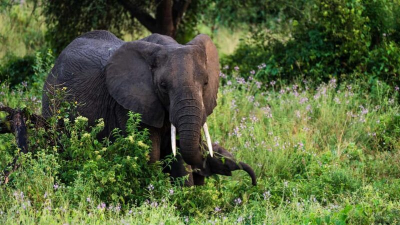 Arusha: 3Day Tanzanian Treasures Safari,Ngorongoro,Tarangire - An In-Depth Look at the 3-Day Tanzania Safari