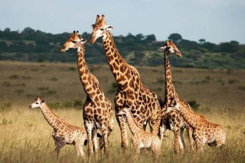 Arusha: 4-Day Ndutu Migration Safari and Ngorongoro Crater - The Sum Up
