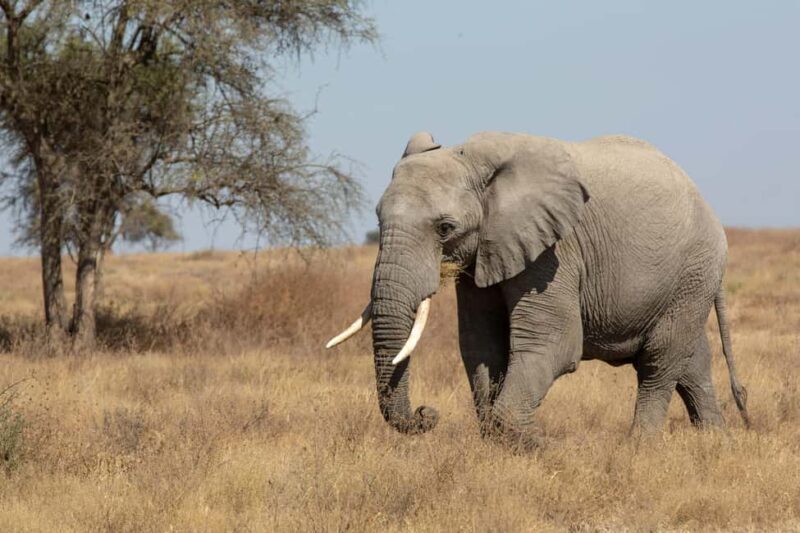 Arusha: 4-Day Ngorongoro, Tarangire, and Materuni Lodge Tour - Key Points