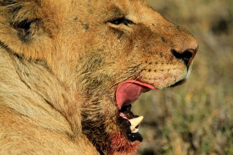 Arusha: 4-Day Ngorongoro, Tarangire, and Materuni Lodge Tour - Exploring the 4-Day Tanzania Adventure