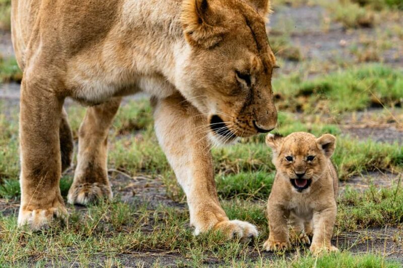 Arusha: 4-Day Ngorongoro, Tarangire, and Materuni Lodge Tour - Final Thoughts: Who This Tour Is For