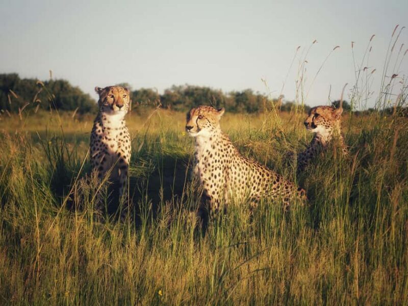 Arusha: 4-Day Ngorongoro, Tarangire, and Materuni Lodge Tour - FAQ