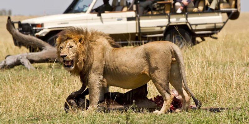 Arusha: 4-Day Safari to Tarangire, Serengeti and Ngorongoro - Key Points