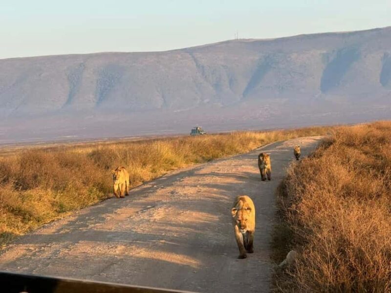 Arusha: 4-Day Safari to Tarangire, Serengeti, and Ngorongoro - A Closer Look at the 4-Day Itinerary