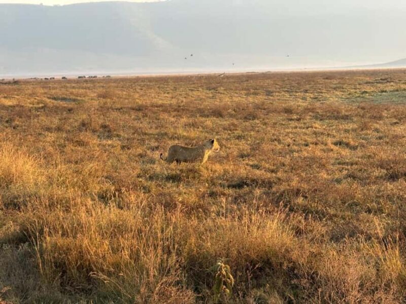 Arusha: 4-Day Safari to Tarangire, Serengeti, and Ngorongoro - Authentic Experiences and Helpful Tips