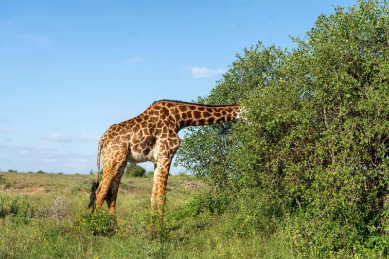Arusha: 4-Day Safari to Tarangire, Serengeti, and Ngorongoro - Key Points