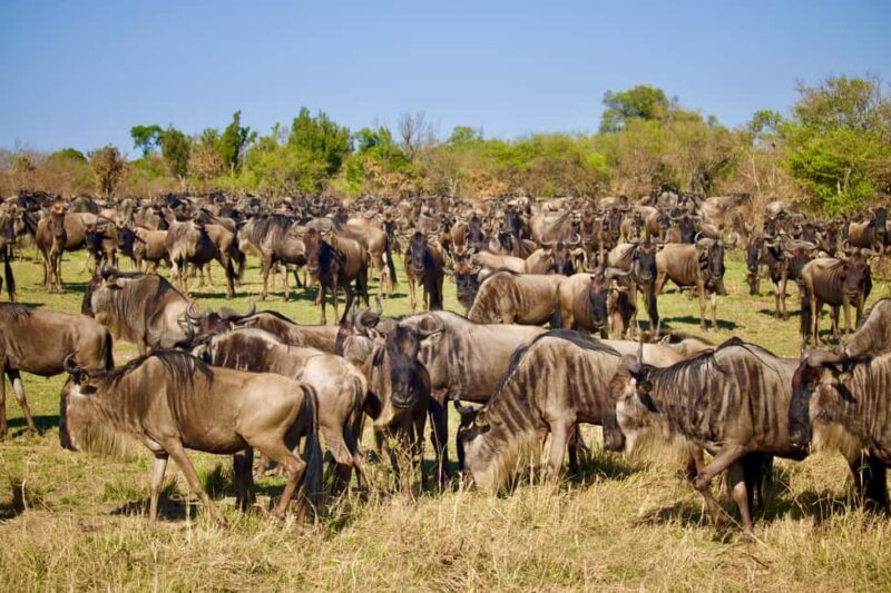 Arusha: 4-Day Safari to Tarangire, Serengeti, and Ngorongoro - Who Should Consider This Safari?