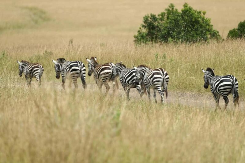 Arusha: 4-Day Safari to Tarangire, Serengeti, and Ngorongoro - FAQ
