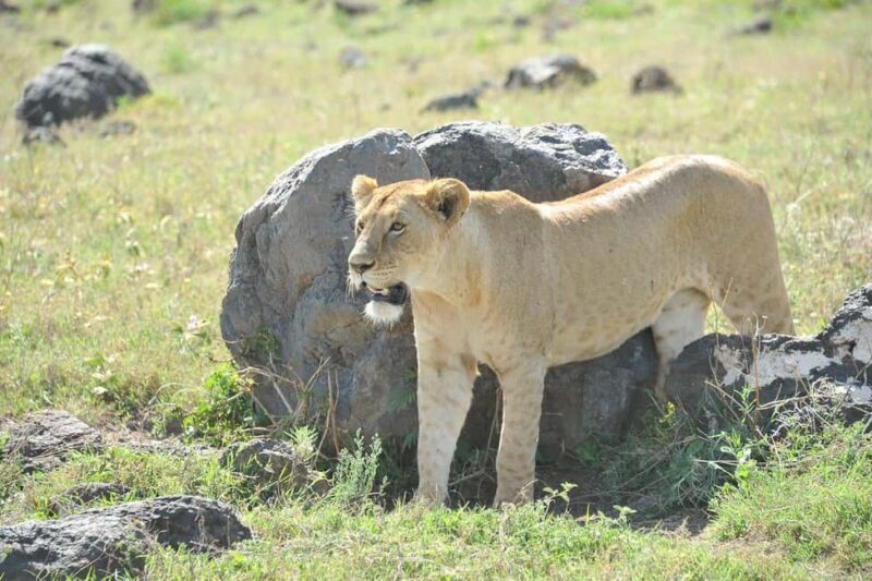 Arusha: 4-Day Safari with Full-Board Accommodations - The Allure of a Tanzania Safari
