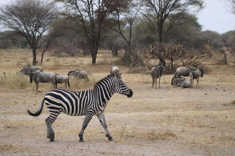 Arusha: 4-Day Safari with Full-Board Accommodations - What’s Included and What’s Not