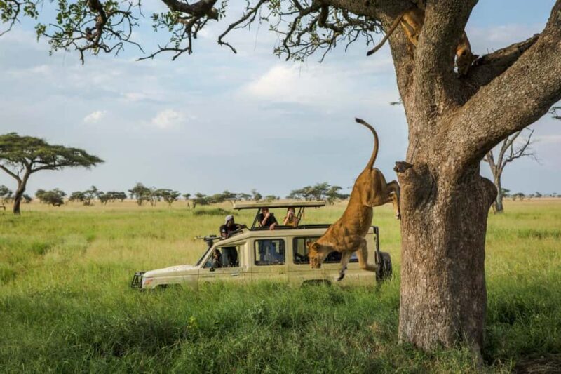 Arusha: 4-Day Serengeti and Ngorongoro Crater Safari - The Sum Up