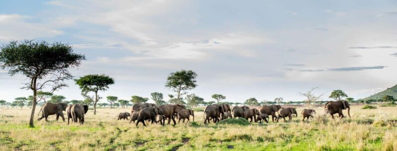 Arusha: 4-Day Serengeti and Ngorongoro Crater Safari - What’s Included and What’s Not