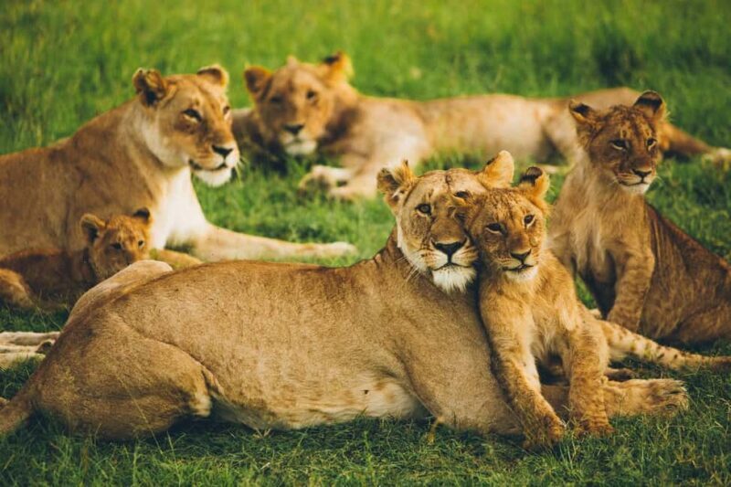 Arusha: 4-Day Serengeti and Ngorongoro Crater Safari - The Sum Up