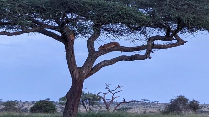 Arusha: 4-Day Tarangire, Serengeti, and Ngorongoro Safari - FAQ