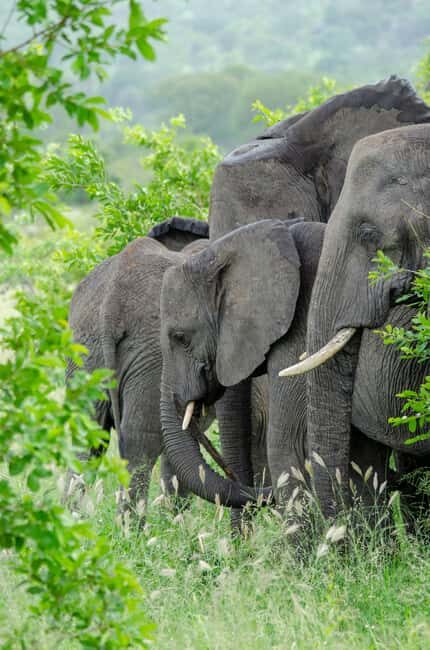 Arusha: 4 Days Safari to Tarangire, Serengeti & Ngorongoro - Key Points