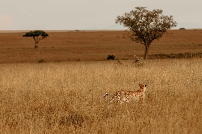 Arusha: 4 Days Safari to Tarangire, Serengeti & Ngorongoro - A Deep Dive into the Itinerary