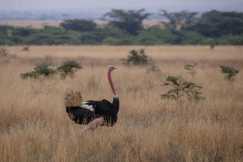 Arusha: 4 Days Safari to Tarangire, Serengeti & Ngorongoro - FAQs