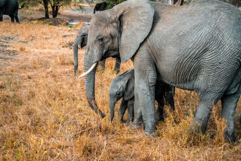 Arusha: 4 Days safari to Tarangire, Serengeti & Ngorongoro - Key Points