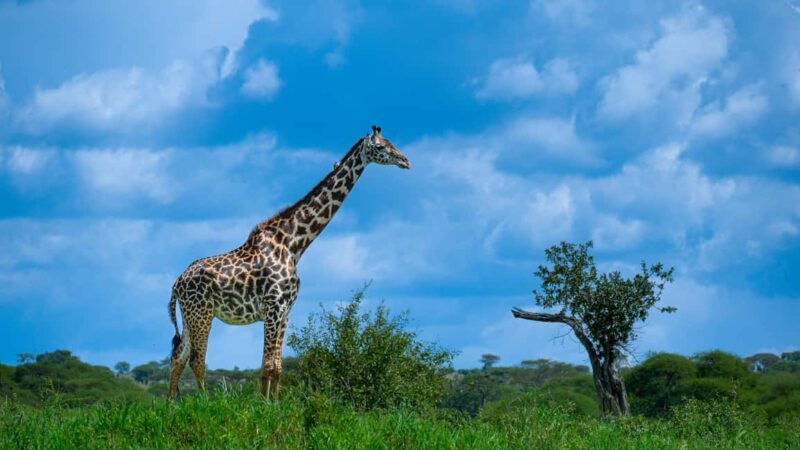Arusha: 4 Days safari to Tarangire, Serengeti & Ngorongoro - What makes this safari stand out?