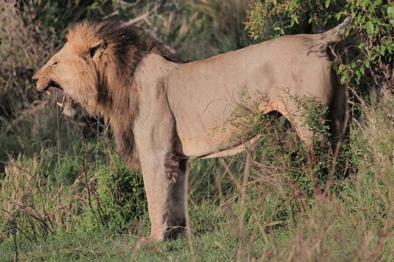 Arusha: 4 Days safari to Tarangire, Serengeti & Ngorongoro - The Sum Up