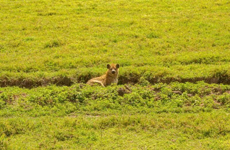Arusha: 4 Days safari to Tarangire, Serengeti & Ngorongoro - FAQ