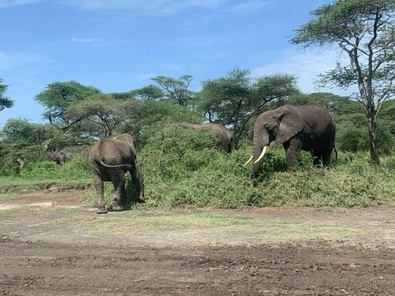 Arusha: 5-Day Big Five Tanzania Safari Adventure - Key Points