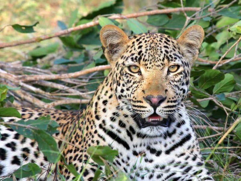 Arusha: 5-Day Big Five Tanzania Safari Adventure - A Deep Dive into the Safari Experience