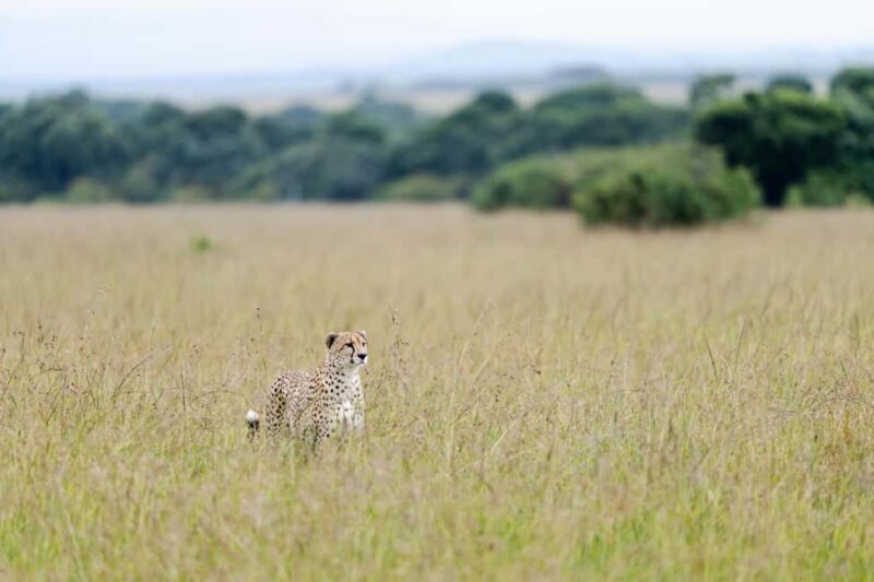 Arusha: 5-Day Big Five Tanzania Safari Adventure - Who Should Consider This Safari?