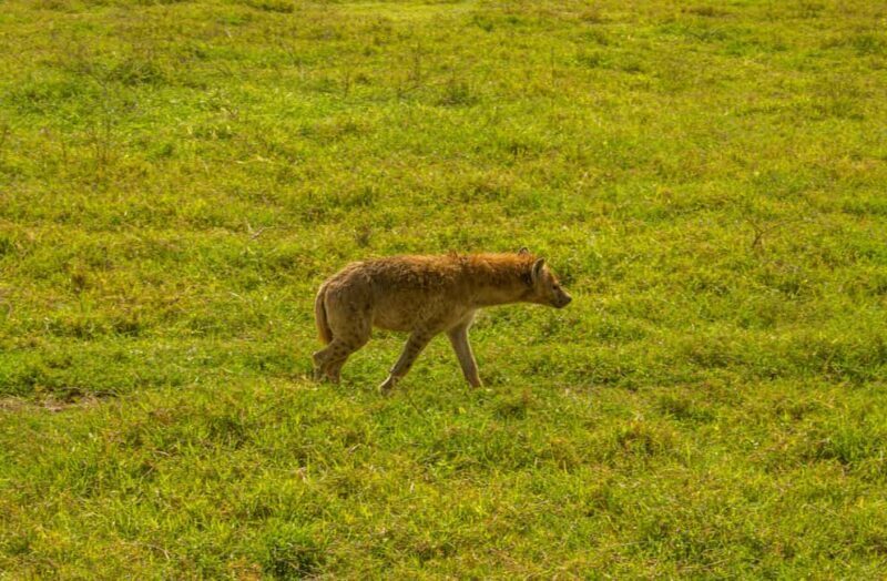 Arusha: 5-Day Big Five Tanzania Safari Adventure - FAQ