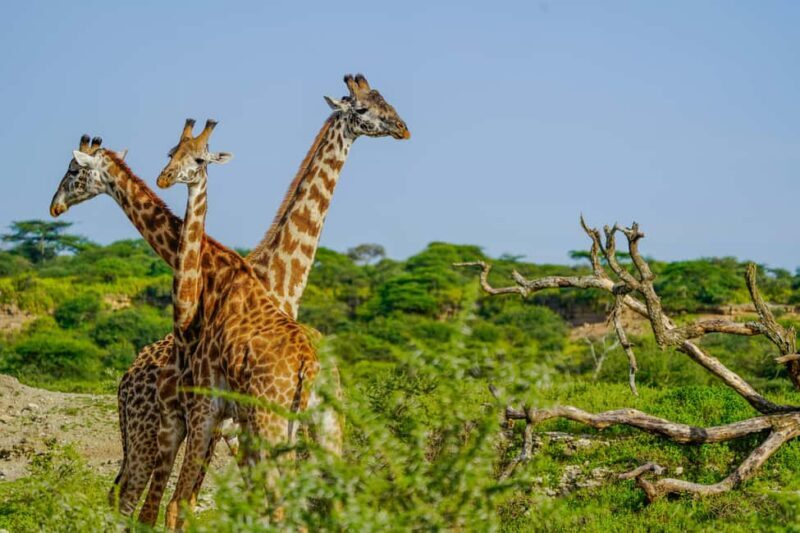 Arusha: 5-Day Joining Safari with Mount Kilimanjaro Day Hike - Key Points