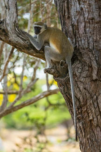 Arusha: 5-Day Joining Safari with Mount Kilimanjaro Day Hike - The Sum Up