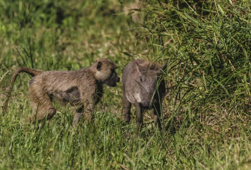 Arusha: 5-Day Joining Safari with Mount Kilimanjaro Day Hike - FAQs