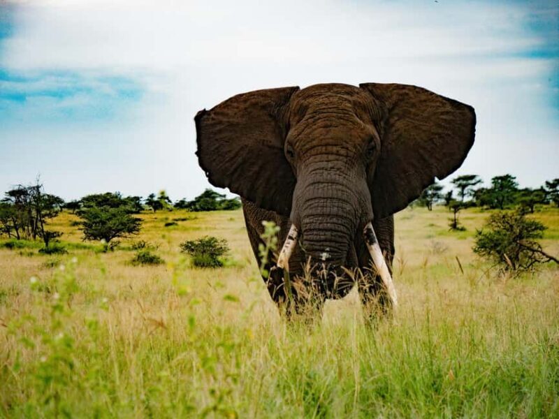 Arusha: 5-Day Private Mid Range Safari with Eyasi And Natron - Who Will Enjoy This Safari?