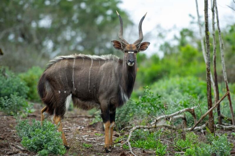 Arusha: 5-Day Private Mid Range Safari with Eyasi And Natron - FAQ