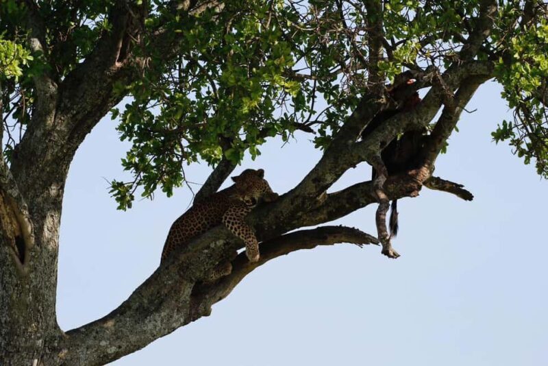 Arusha: 5-Day Safari to Tarangire, Lake Manyara, and - Why Choose This Tour?