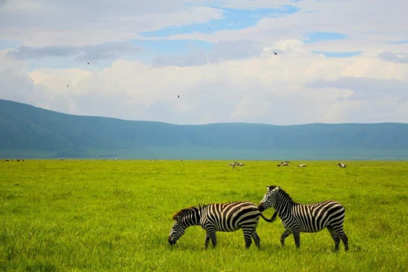 Arusha: 5-Day Safari to Tarangire, Serengeti, and Ngorongoro - Key Points