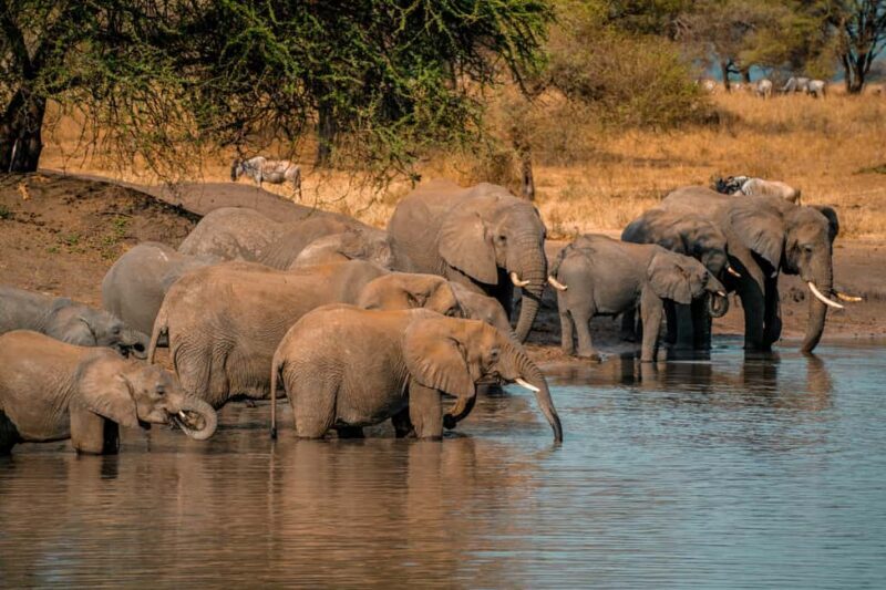 Arusha: 5-Day Safari to Tarangire, Serengeti, and Ngorongoro - The Experience: What Its Like on the Ground