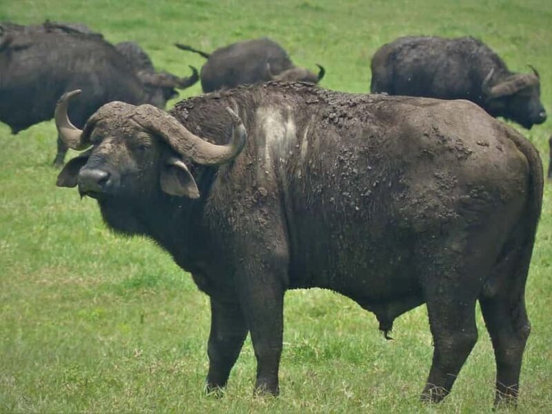 Arusha: 5-Day Safari to Tarangire, Serengeti, and Ngorongoro - Key Points