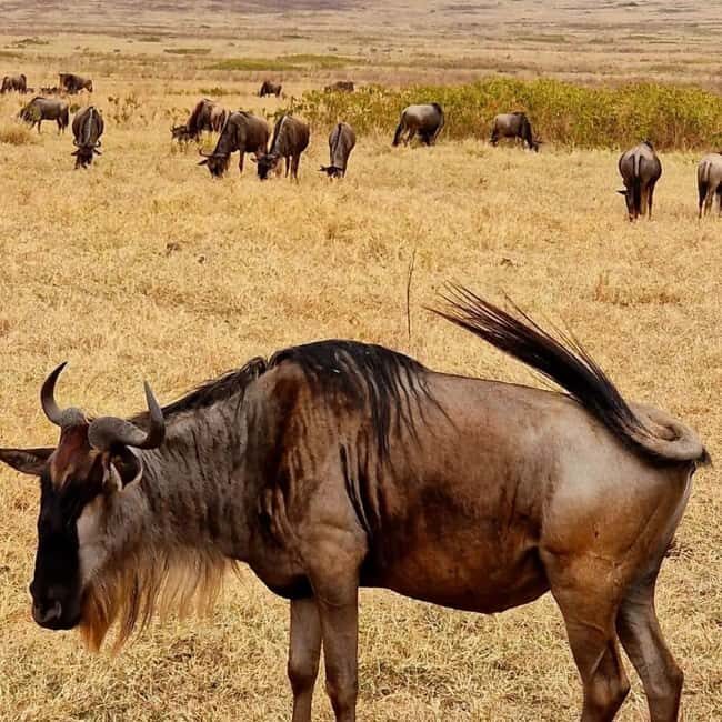 Arusha: 5-Day Safari to Tarangire, Serengeti, and Ngorongoro - What Makes This Safari Stand Out?