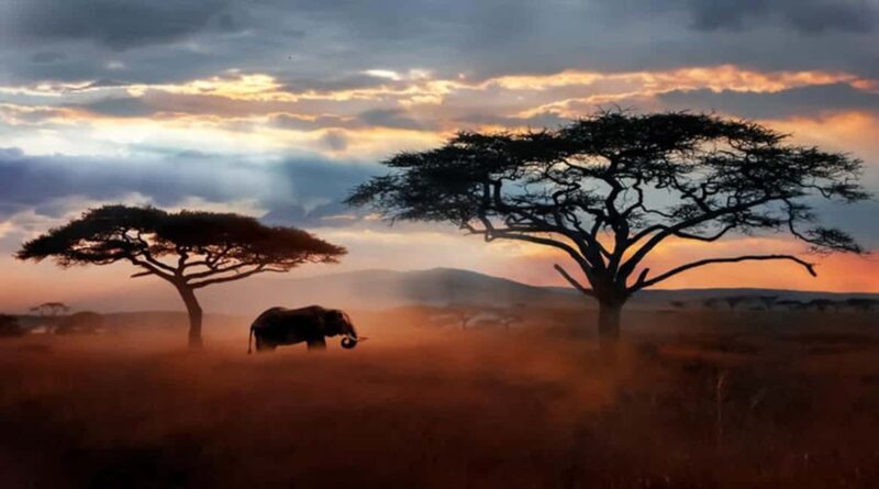 Arusha: 5-Day Serengeti National Park Tent Safari - Introduction: An Authentic Tanzanian Safari Experience