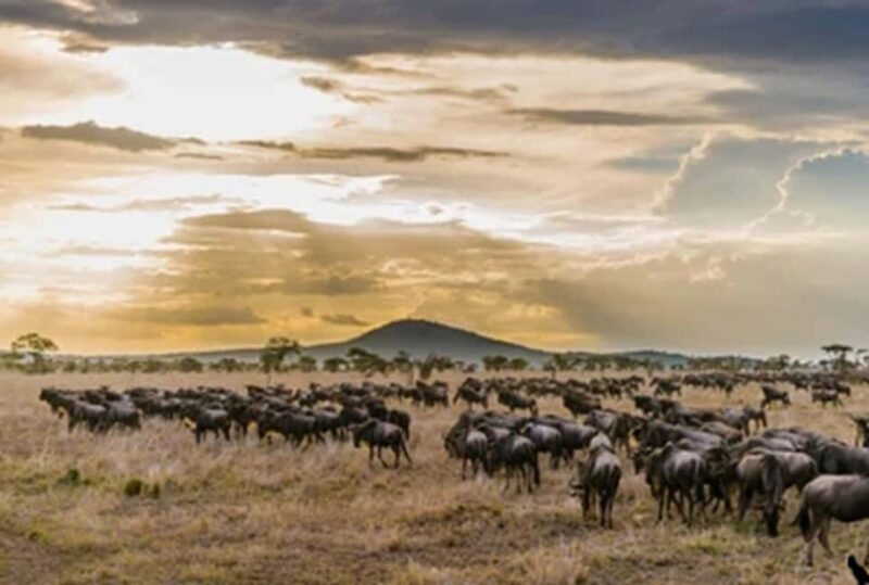 Arusha: 5-Day Serengeti National Park Tent Safari - Key Points