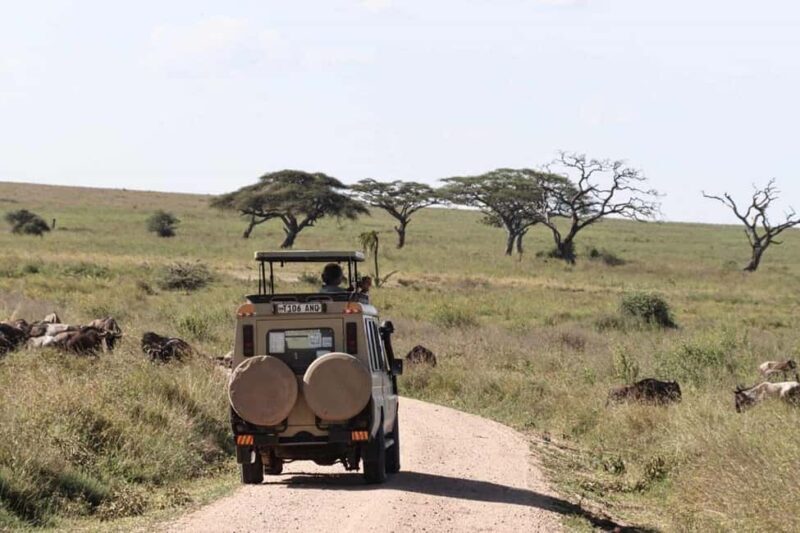 Arusha: 5-Day Serengeti National Park Tent Safari - What Makes This Tour Stand Out?