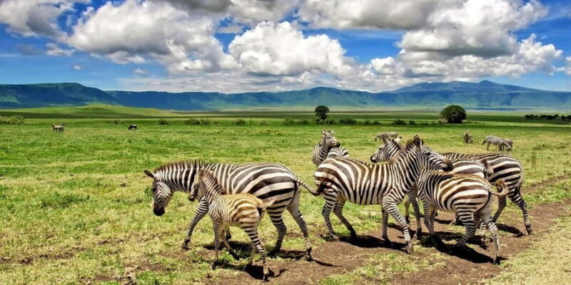 Arusha: 5-Day Serengeti & Ngorongoro Crater in Rest house - Key Points