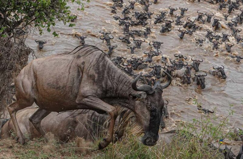 Arusha: 5-Day Serengeti & Ngorongoro Crater in Rest house - Practical Tips for Travelers