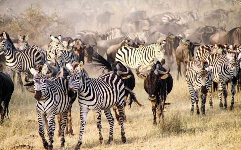 Arusha: 5-Day Wildebeest Migration Safari with Accommodation - Practical Considerations and Traveler Tips