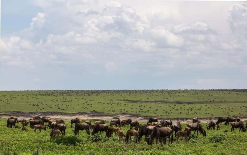 Arusha: 5 Days Safari to Lake Manyara, Serengeti, Ngorongoro - Key Points
